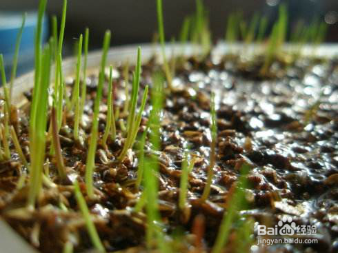 如何在自家阳台栽种韭菜