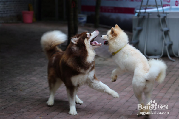 狗狗乱咬东西怎么办?怎么纠正?