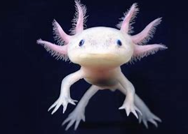 动物的分类方法有几种