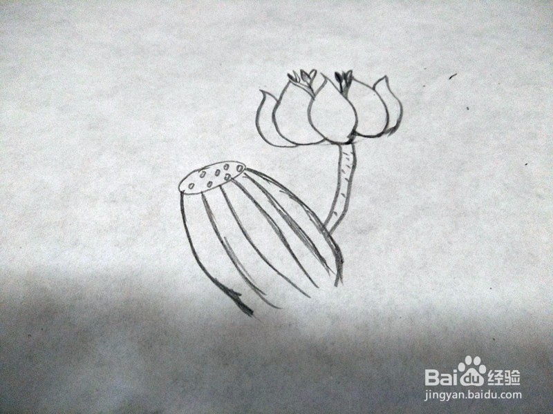 简笔画-荷花的简单画法