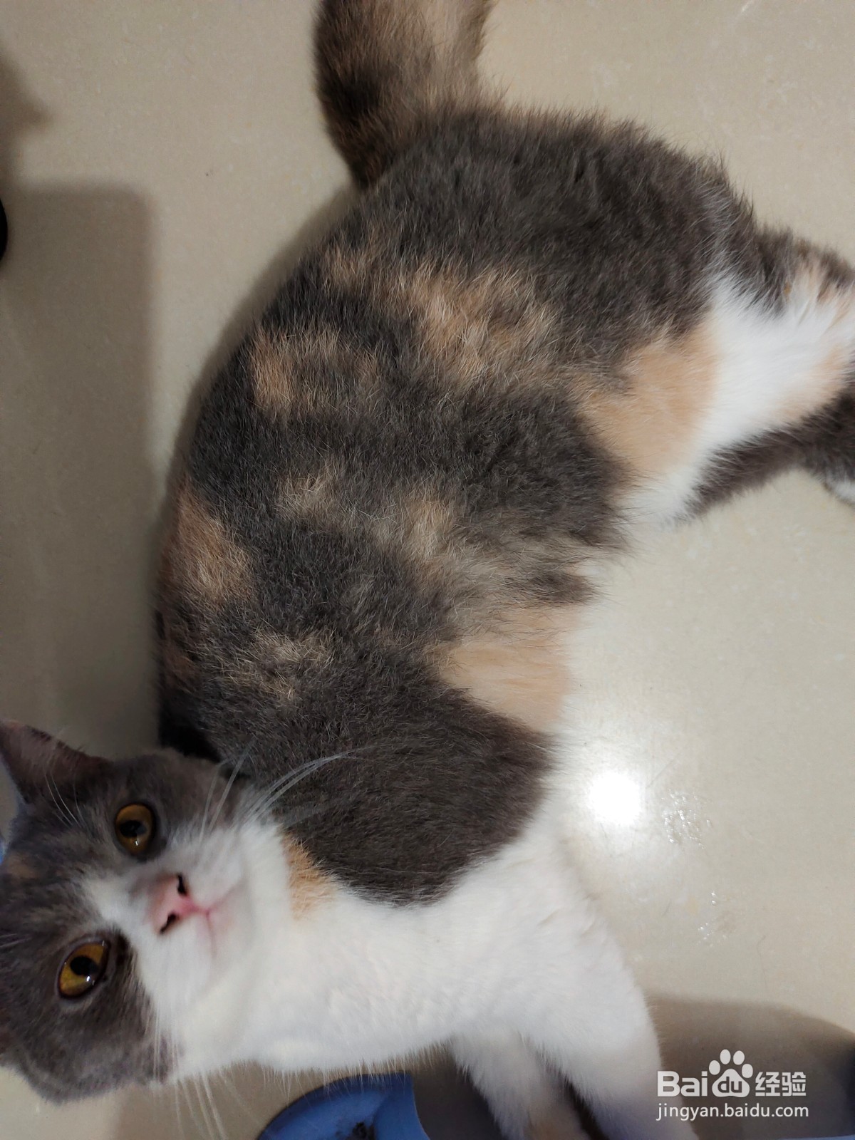 怎样分辨猫传腹和肥胖