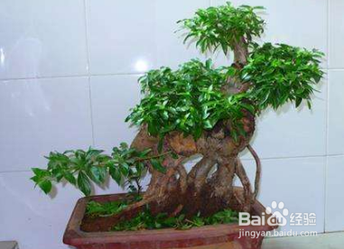 盆景的根系怎样的茂盛