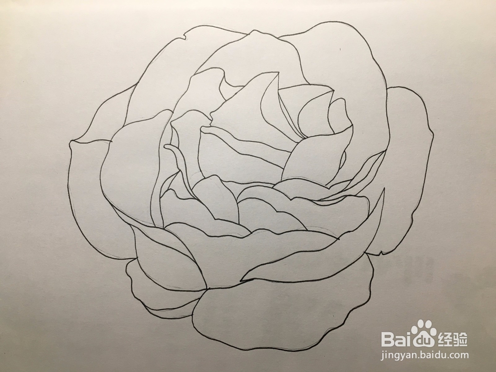 花卉简笔画：画一朵月季花 月季绘画教程 儿童画