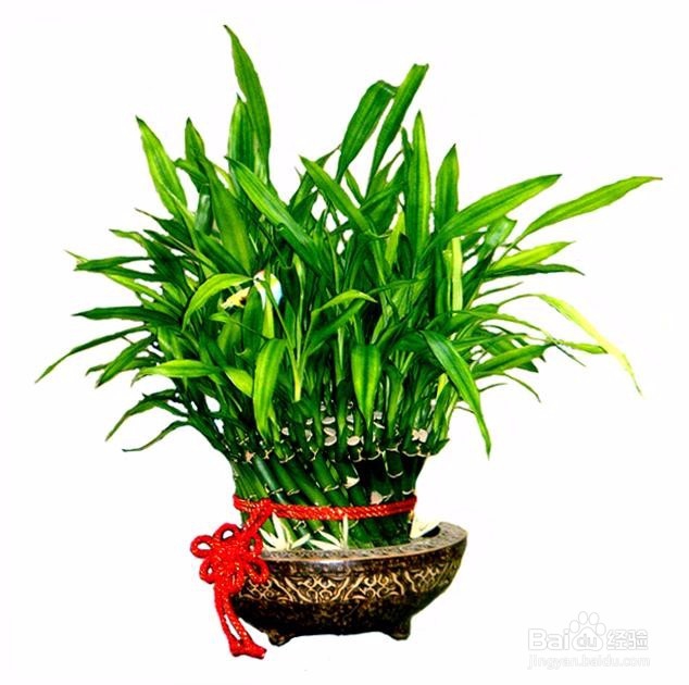 办公场所盆栽选择