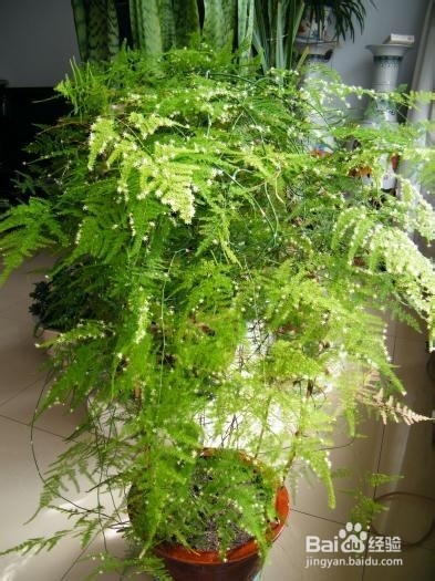 文竹叶子枯黄怎么办？