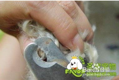 宠物狗指甲怎么护理