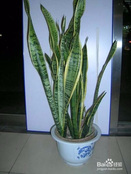 虎皮兰不长怎么办