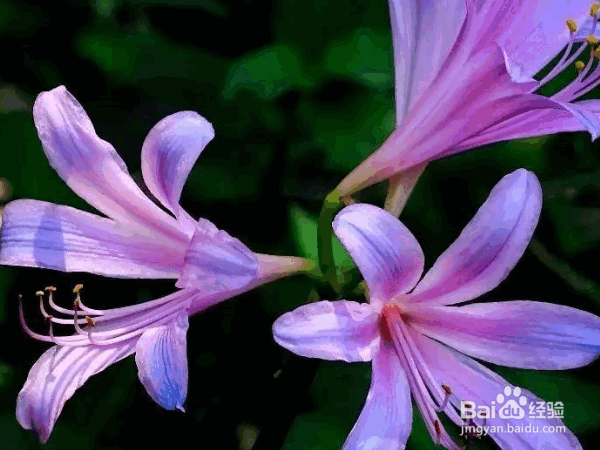 换锦花的养殖方法及养护要点