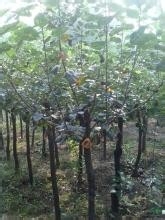 黄栌材疙瘩怎么去皮