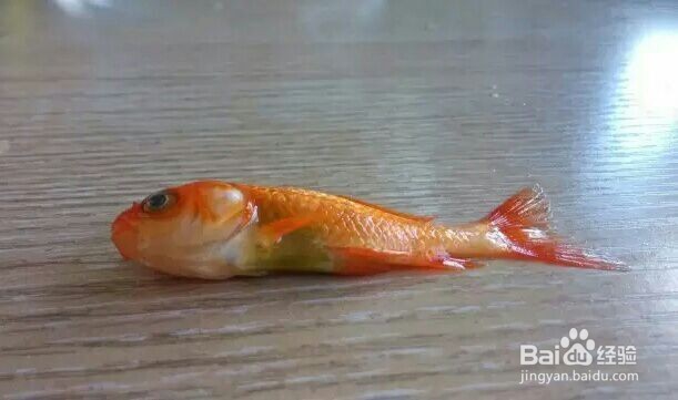 鱼肉馅饺子的做法