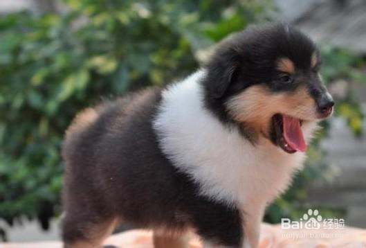 怎样选购苏格兰牧羊犬幼犬