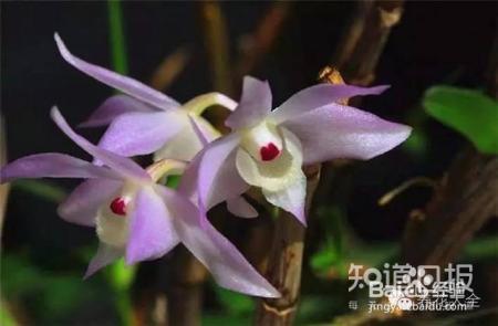 100种兰花品种图鉴，花开瞬间，艳冠群芳！