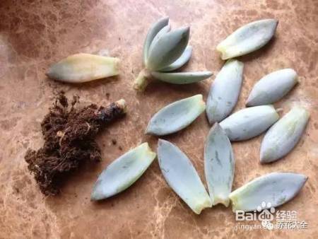 99%的花都死于这1点，看了保花不死！
