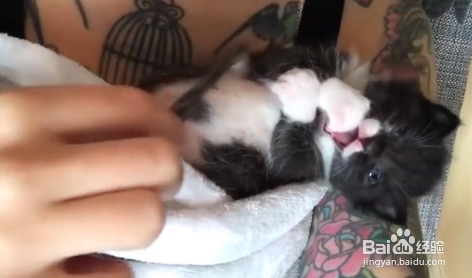 照顾小奶猫的必备物品 安抚小猫仔的5种方法