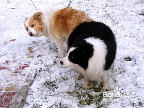 边境牧羊犬多少钱