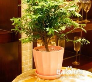 如何去除甲醛避免常见误区