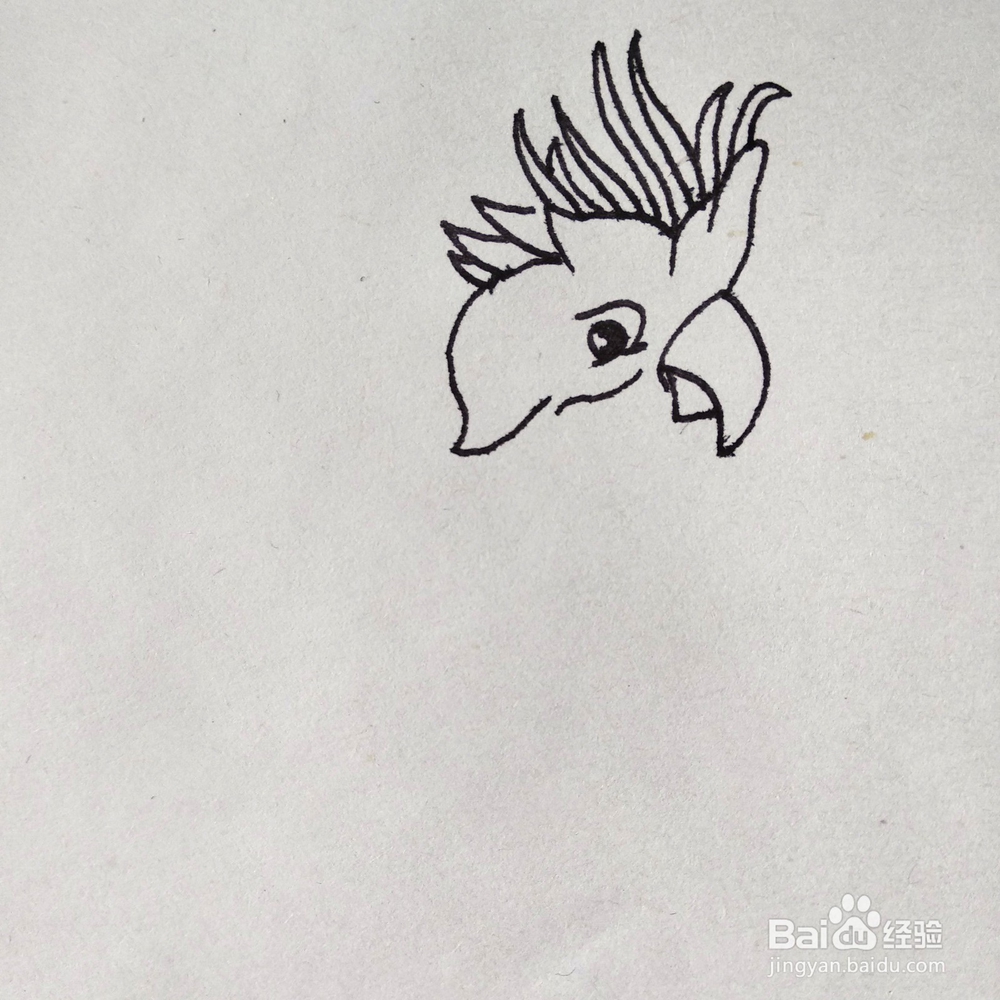 如何画一个好看的鹦鹉巴哥卡通简笔画？