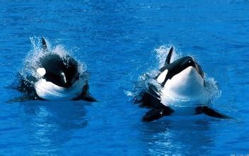 环境对生物有什么影响