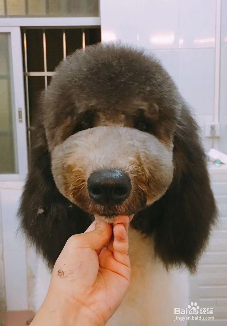 如何在家就可以自己给狗狗洗澡?