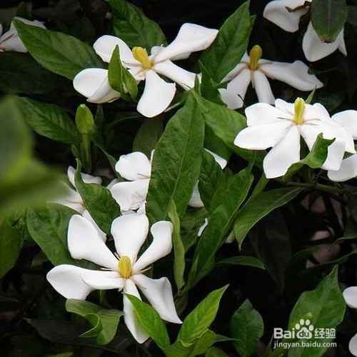 栀子花的医用价值