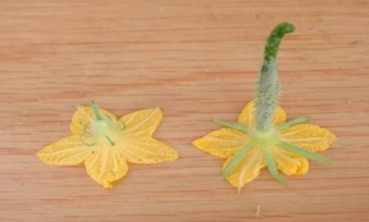 黄瓜的雄花和雌花有什么不同