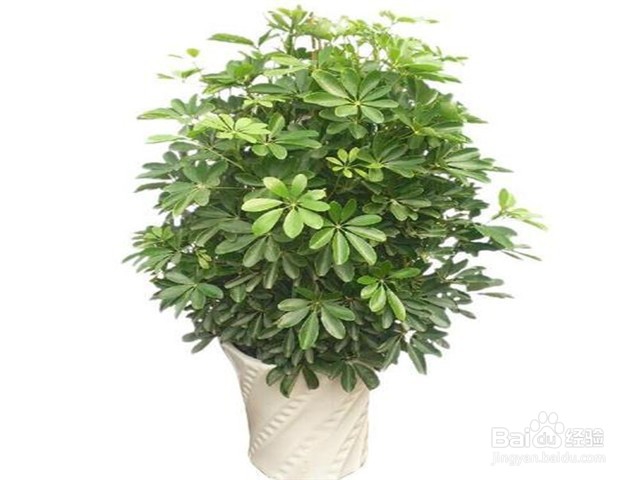 家里放什么花可以吸走甲醛?