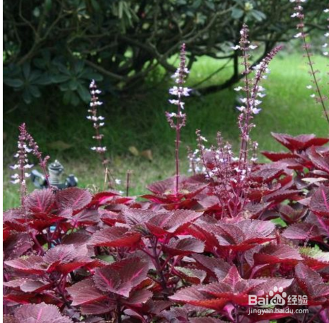 冬季冻疮让不少人苦恼,这几种方法让你轻松除根