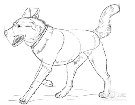 如何画哈士奇犬