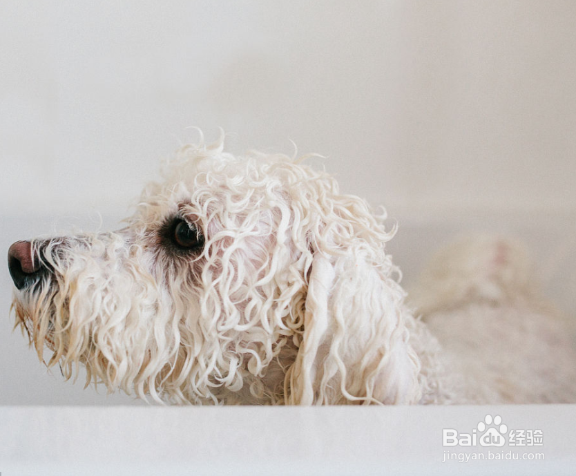 比熊狗毛毛变黄怎么办