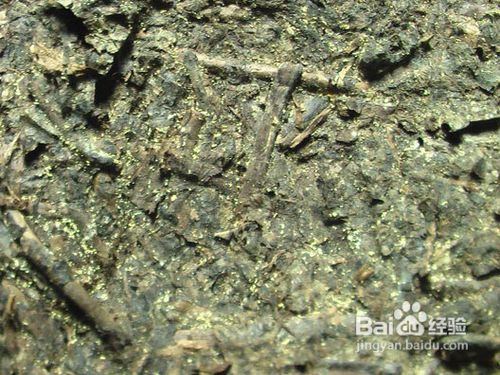 黑茶增强免疫力