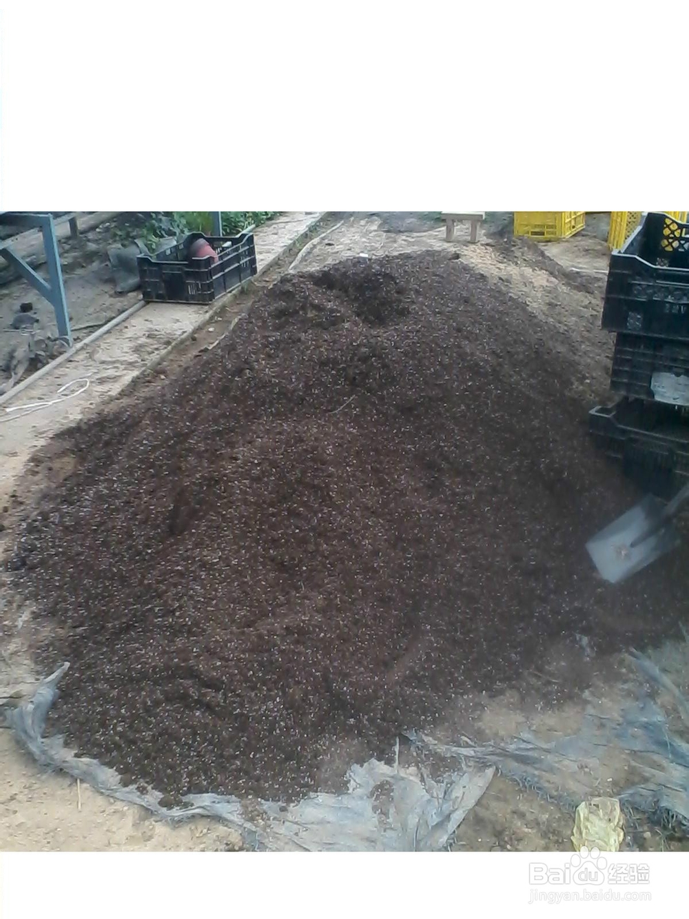 郁金香的养殖方法及注意事项