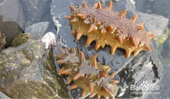 大连海参团购（海参挑选和价格因素）