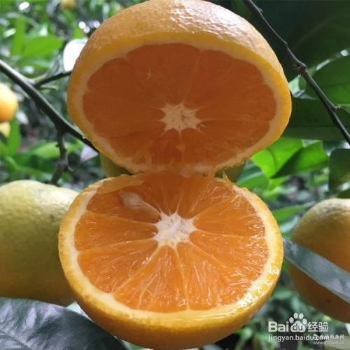 冬季如何挑选橙子