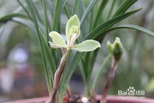兰草应该如何养护
