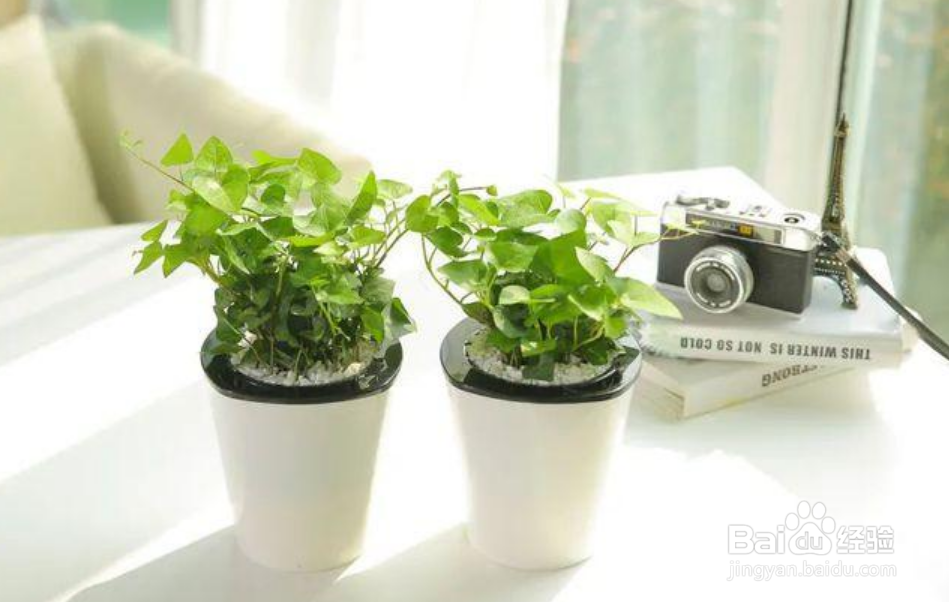 常春藤植物怎么养