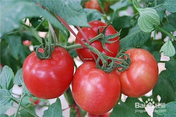 减肥的时候吃点啥