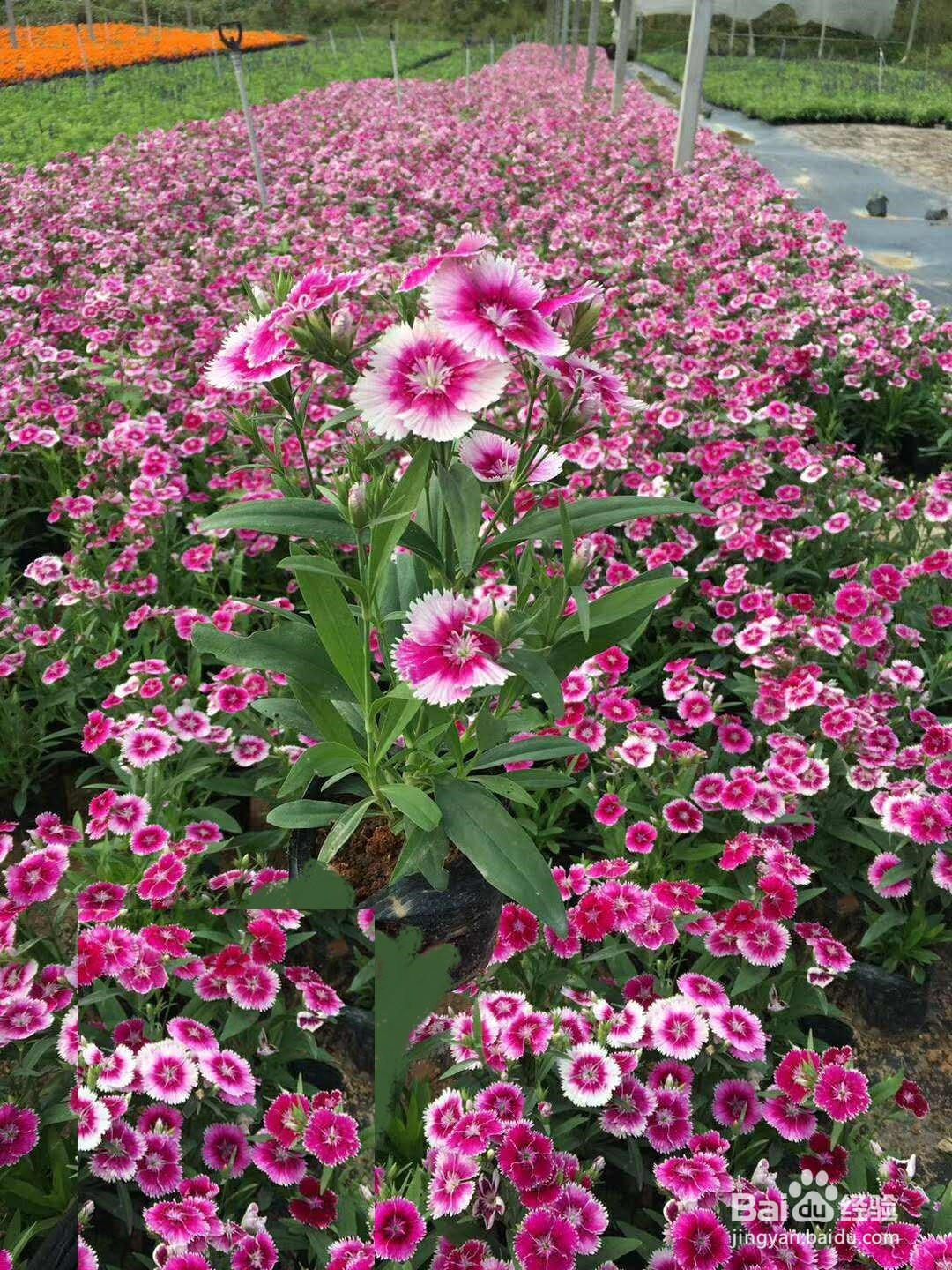 石竹的种植方法和注意事项