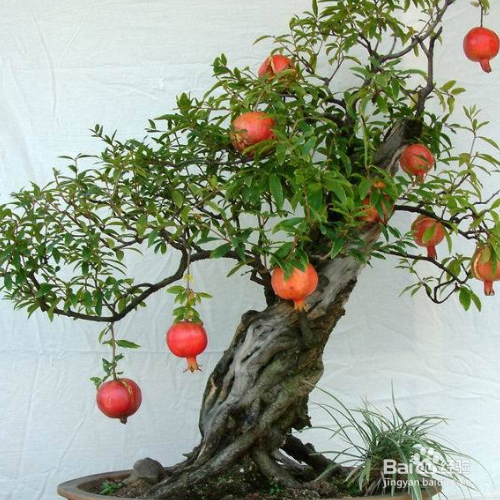 在家中怎么养石榴,让它的果实更饱满?