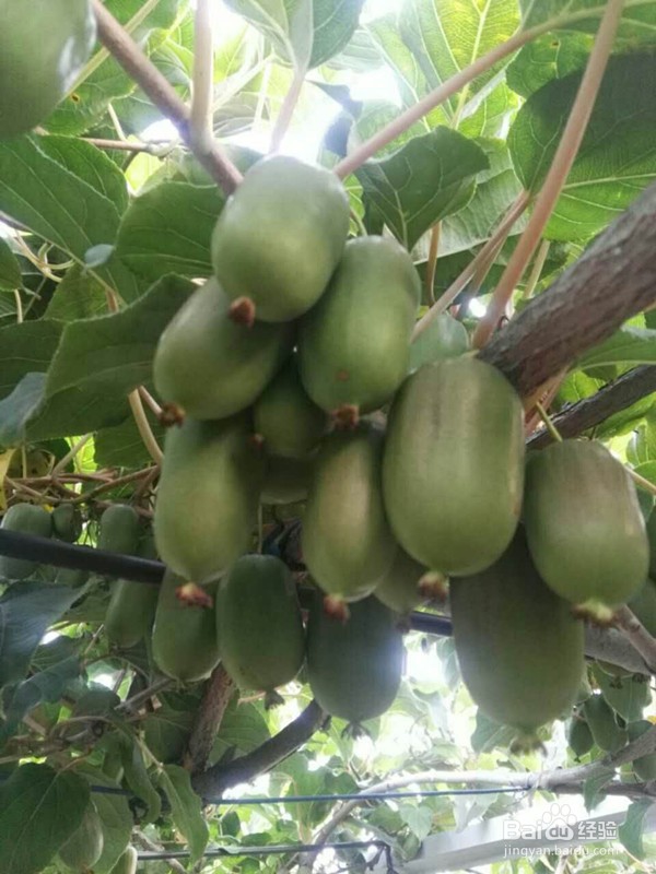 一年软枣如何修剪