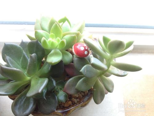 多肉植物的泡盆技术 百度经验 多肉植物的泡盆技术 百度经验