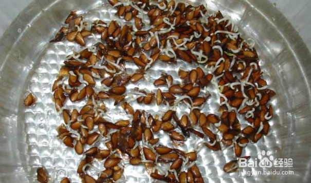 如何在阳台用纸种蔬菜?