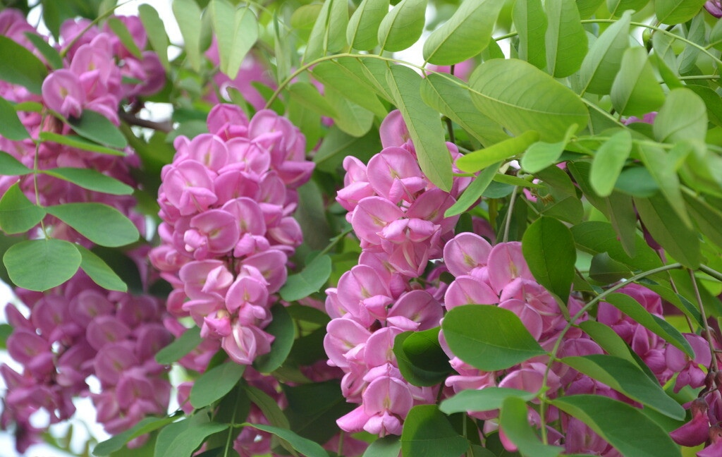 这种紫色槐花能吃吗