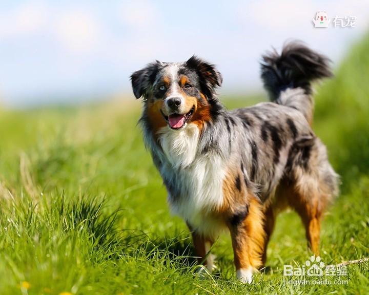 狗界高材生——边牧