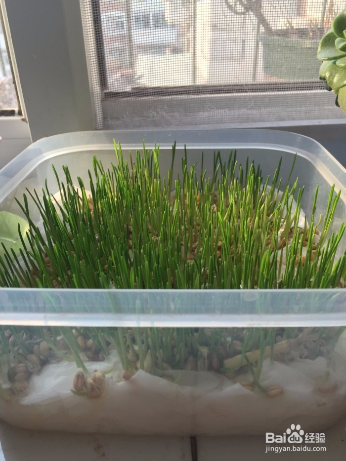 环保又简单的纸巾种猫草