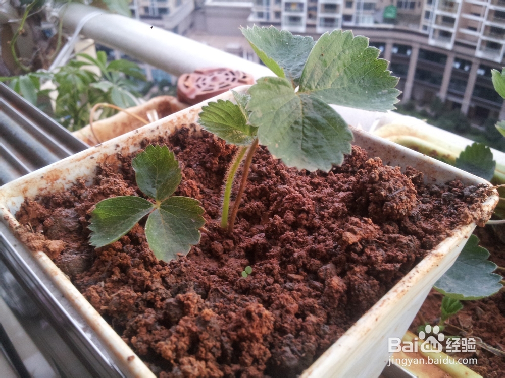 家庭阳台草莓繁殖方法妙招