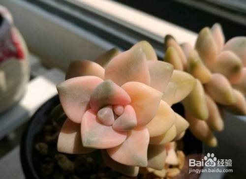 美杏锦多肉的养护方法 百度经验