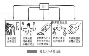 哪些因素决定宝宝的身高？