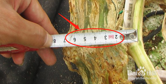 树的直径怎么计算