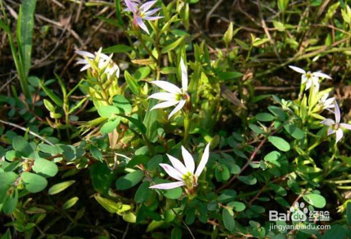 半边莲的养殖方法和注意事项