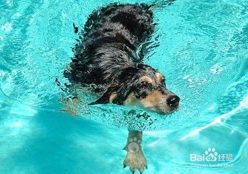 怎么训练狗狗游泳